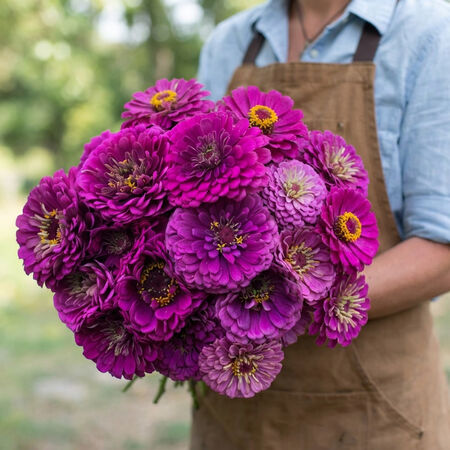 Benary's Giant Purple, Zinnia Seeds - Packet image number null